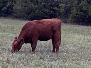 A young calf grazing