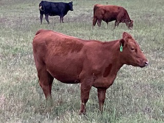 Cattle in the pasture