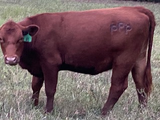 One of our red heifers